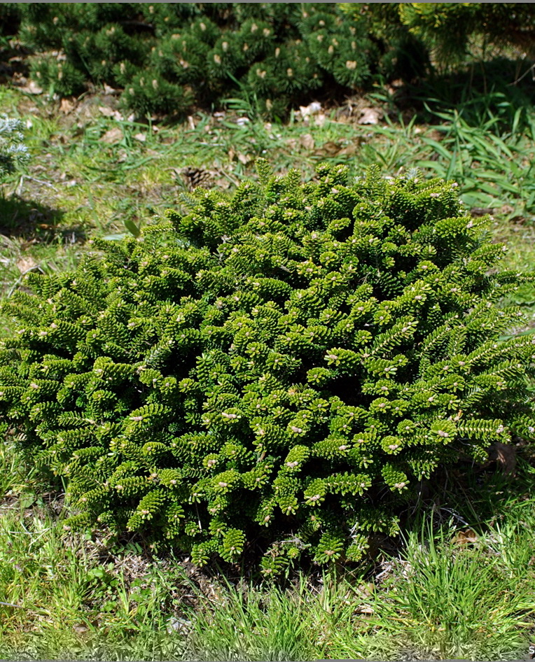Пихта корейская `Оберон`, Abies koreana `Oberon` | СадПарад